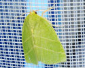 <i>Bena bicolorana</i> (Noctuidae - Eulenfalter) - Kahneulchen; Foto: A. Jagel