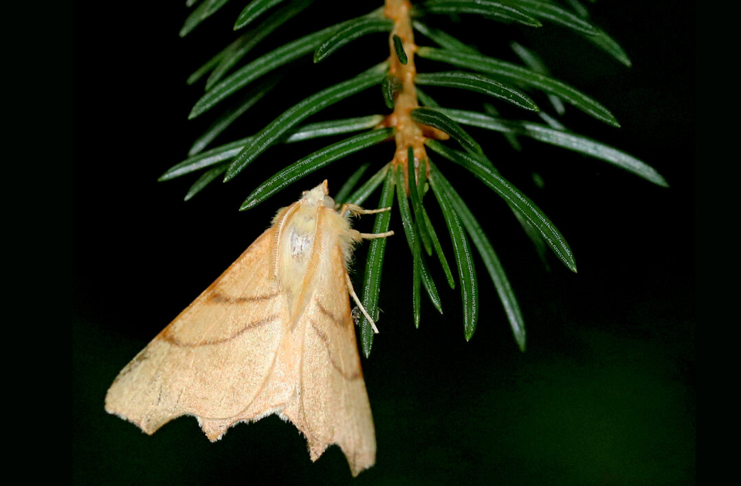 Ennomos_erosaria_B
