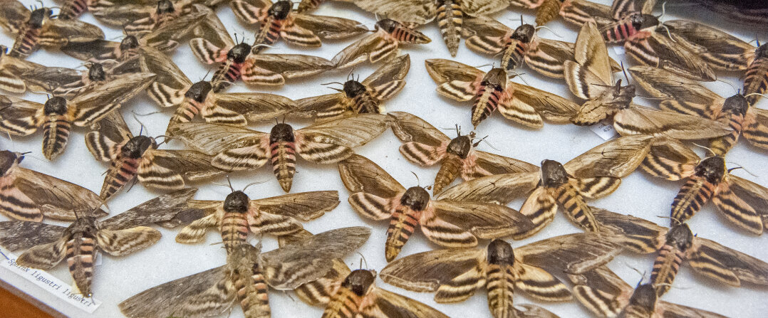 Sphinx ligustri