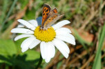 Kleiner Feuerfalter (<i>Lycaena phlaeas</i>); Foto: G. Dyker