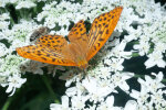 Kaisermantel (<i>Argynnis paphia</i>) auf Riesen-Bärenklau (<i>Heracleum mantegazzianum</i>, Apiaceae); Foto: W. Stuppy