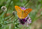 Kaisermantel (<i>Argynnis paphia</i>); Foto: G. Dyker