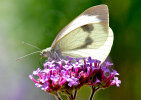 Großer Kohlweißling (<i>Pieris brassicae</i>) auf Patagonischem Eisenkraut (<i>Verbena bonariensis</i>, Verbenaceae); Foto: G. Dyker