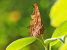 C-Falter (<i>Polygonia c-album</i>); Foto: G. Dyker