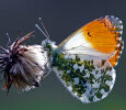 Männchen des Aurorafalters (<i>Anthocharis cardamines</i>); Foto: K.D. Kaufmann