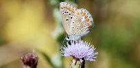 Hauhechel-Bläuling (<i>(Polyommatus icarus</i>), Weibchen; Foto: G. Dyker