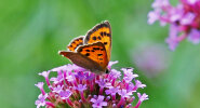 Kleiner Feuerfalter (<i>Lycaena phlaeas</i>); Foto: G. Dyker