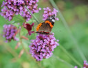 Admiral (<i>Vanessa atalanta</i>) auf Patagonischem Eisenkraut (<i>Verbena bonariensis</i>, Verbenaceae); Foto: G. Dyker