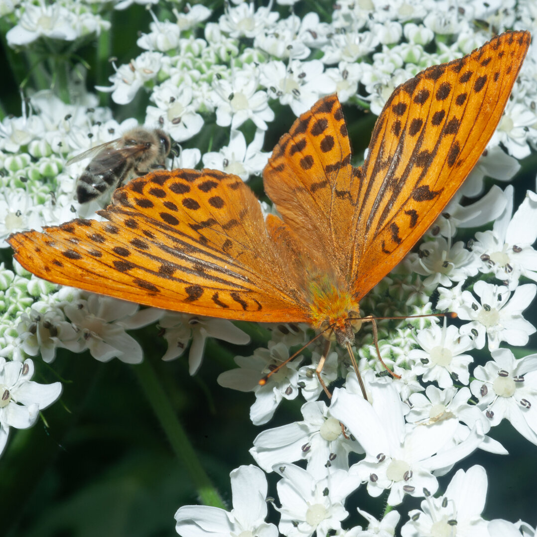 Heracleum sphondylium Bioblitz