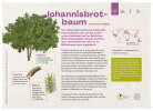 Johannisbrotbaum