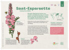 Saat-Esparsette