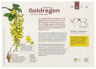 Goldregen