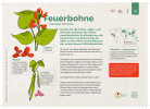 Feuerbohne