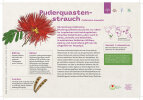 Puderquastenstrauch