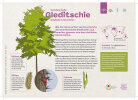 Amerikanische Gleditschie