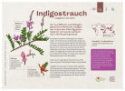 Indigostrauch