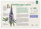 Lupine