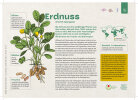 Erdnuss