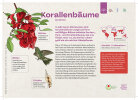 Korallenbaum