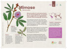 Mimose