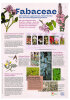 Themen-Tafel 1: Fabaceae