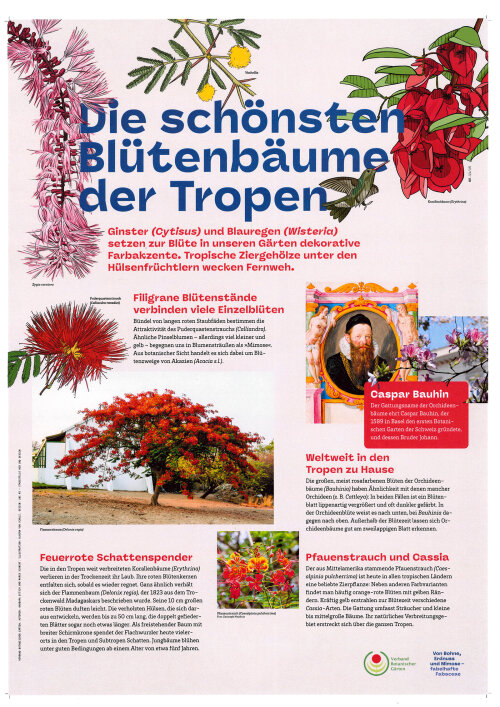 Fabelhafte Fabaceae Tafel 11