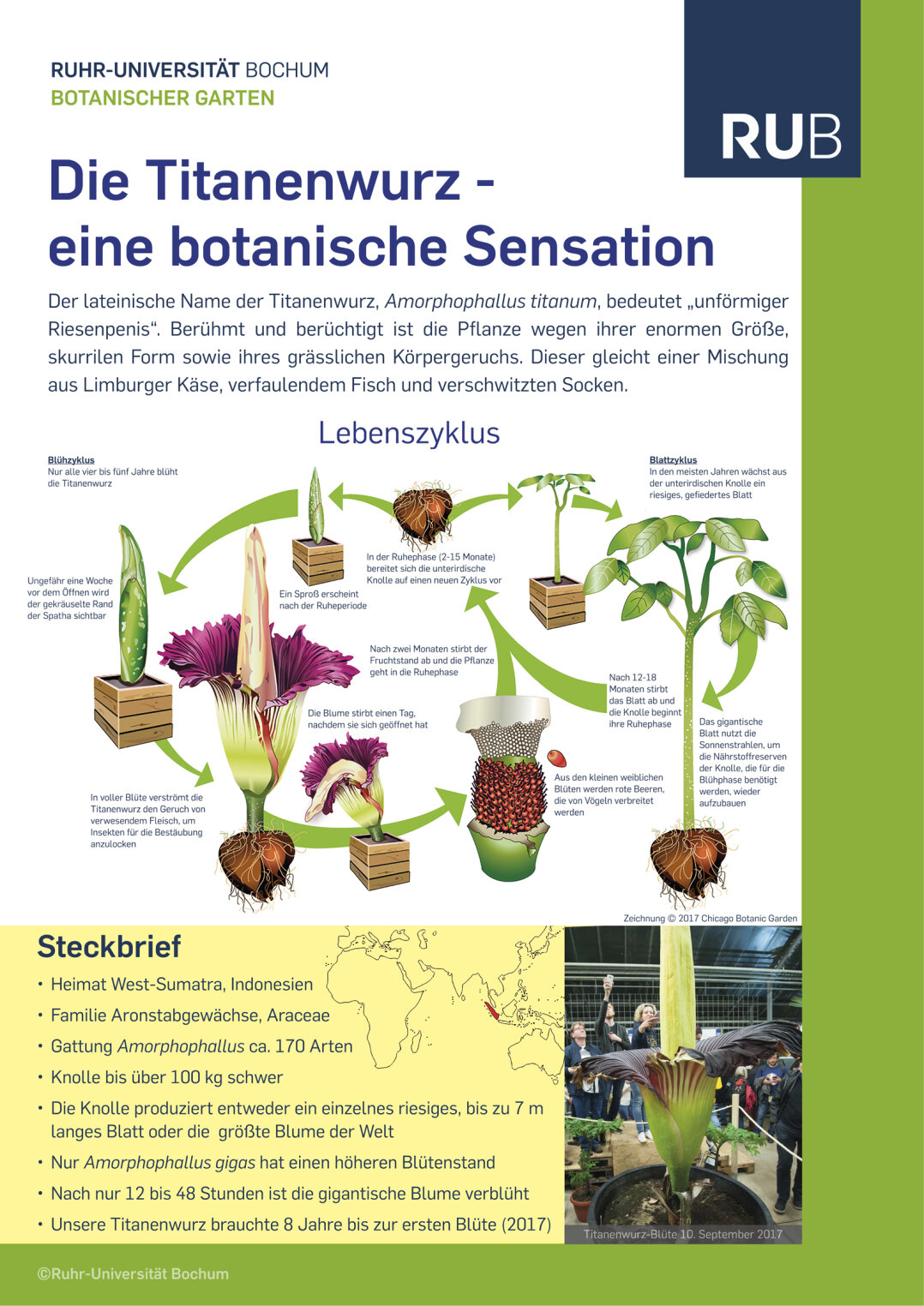 Amorphophallus poster