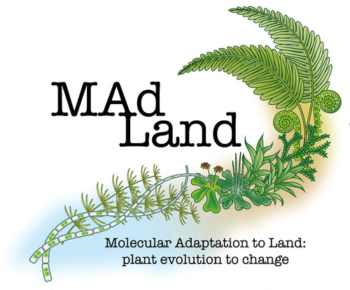 MAdLands