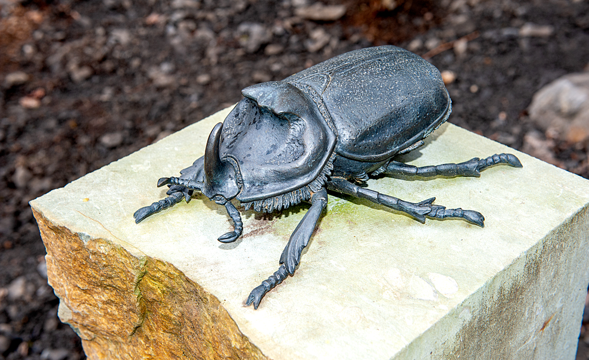 Hustermeier_Nashornkäfer