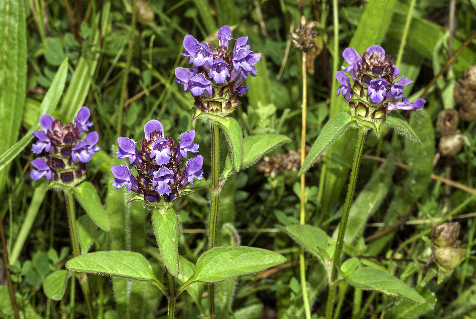 Prunella vulgaris