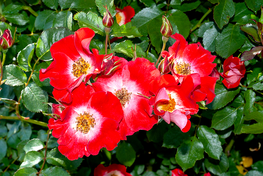 Rosa 'Eyepaint'