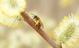 Frühe Sandbiene (<i>Andrena praecox</i>, Weibchen) - sehr früh im Jahr erscheinende Art, spezialisiert auf Weiden (<i>Salix</i> spp., Salicaceae); Foto: C. Bause