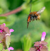 Frühlings-Pelzbiene (<i>Anthophora plumipes</i>, Weibchen) an Purpurroter Taubnessel (<i>Lamium purpureum</i> Lamiaceae) - eine früh erscheinende, unspezialisierte Art; Foto: C. Bause