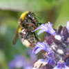 Gartenhummel (<i>Bombus hortorum</i> Arbeiterin) an Kriechendem Günsel (<i>Ajuga reptans</i>, Lamiaceae); Foto: C. Bause