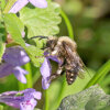 Trauerbiene (<i>Melecta albifrons</i>) auf Gundermann (<i>Glechoma hederacea</i>, Lamiaceae) - Brutparasit (Kuckucksbiene) der Frühlings-Pelzbiene (<i>Anthophora plumipes</i>); Foto: C. Bause
