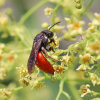 Große Blutbiene (<i>Sphecodes albilabris</i>, Weibchen), Brutparasit (Kuckucksbiene) der Frühlings-Seidenbiene (<i>Colletes cunicularius</i>) und anderen Wildbienenarten; Foto: C. Bause