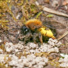 Rotbeinige Lockensandbiene (<i>Andrena clarkella</i>, Weibchen) spezialisiert auf Weiden (<i>Salix</i> spp., Salicacae); Foto: C. Bause