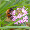 Erzfarbige Düstersandbiene (<i>Andrena nigroaenea</i>, Weibchen) auf Büten des Bohnenkraut (<i>Satureja hortensis</i>, Lamiaceae) - eine unspezialisierte Art; Foto: C. Bause