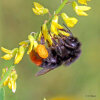 Steinhummel (<i>Bombus lapidarius</i>, Arbeiterin) an Steinklee (<i>Melilotus officinalis</i>, Fabaceae); Foto: C. Bause