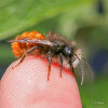 Gehörnte Mauerbiene (<i>Osmia cornuta</i>, Männchen) auf Finger, unspezialisierte, häufige Art; Foto: C. Bause
