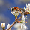 Rotendige Sandbiene (<i>Andrena haemorrhoa</i>, Weibchen) auf Schlehe (<i>Prunus spinosa</i>), unspezialisierte, häufige Art; Foto: C. Bause