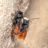 Gehörnte Mauerbiene (<i>Osmia cornuta</i>) - Paarung (Weibchen unten), unspezialisierte, häufige Art; Foto: C. Bause