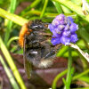 Baumhummel (<i>Bombus hypnorum</i>, Königin) auf Traubenhyazinte (<i>Muscari</i> sp.); Foto: C. Bause