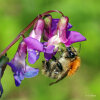 Ackerhummel (<i>Bombus pascuorum</i>) auf Frühlings-Platterbse (<i>Lathyrus vernus</i>, Fabaceae); Foto: C. Bause
