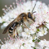 Frühe Dolden-Sandbiene  (<i>Andrena proxima</i>, Weibchen) an Giersch (<i>Aegopodium podograria</i>, Apiaceae), spezialisiert auf Doldenblütler (Apiaceae); Foto: C. Bause
