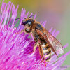 Gelbbindige Furchbiene (<i>Halictus scabiosae</i>, Weibchen), recht unspezialisierte Art, die kleine Staaten bildet; Foto: C. Bause
