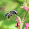 Stahllblaue Mauerbiene (<i>Osmia caerulescens</i>, Weibchen) an Waldziest (<i>Stachys sylvatica</i>, Lamiaceae), unspezialisierte Art; Foto: C. Bause