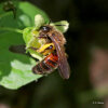 Zaunrüben-Sandbiene (<i>Andrena florea</i>, Weibchen) - spezialisiert auf Zaunrübe (<i>Bryonia</i> spp., Cucurbitaceae); Foto: C. Bause
