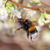 Dunkle Erdhummel (<i>Bombus terrestris</i>, Königin) an Wohlriechender Heckenkirche (<i>Lonicera fragantissima</i>, Caprifoliaceae); Foto: C. Bause