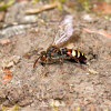 Wespenbiene (<i>Nomada leucophthalma</i>, Weibchen) Brutparasit (Kuckucksbiene) der Rotbeinigen Lockensandbiene (<i>Andrena clarkella</i>); Foto: C. Bause